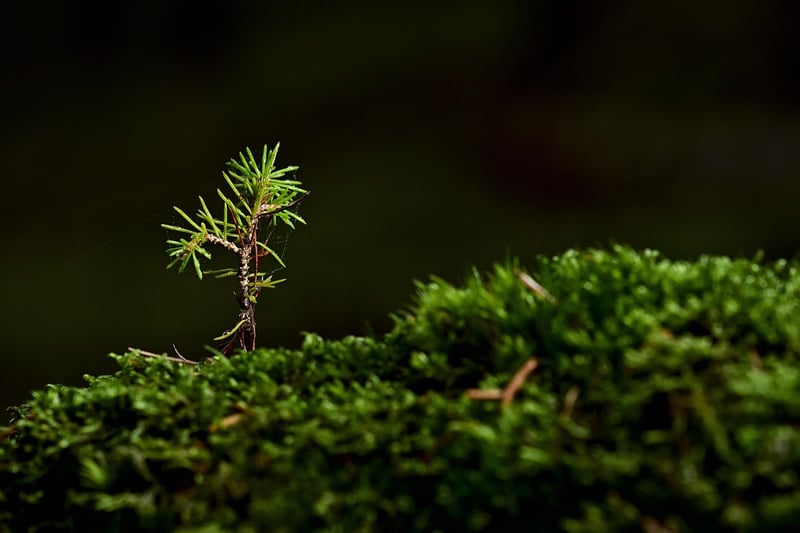 Potted Plant
